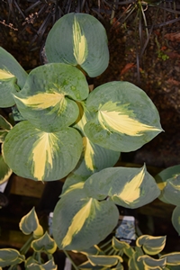 Hosta Thunderbolt